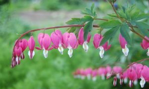 bleeding heart dicentra spectabilis in bloom perenial flower homeowners garden tools nuvo garage renovation design storage toronto gta ontario canada