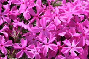 phlox creeping in bloom perenial flower homeowners garden tools nuvo garage renovation design storage toronto gta ontario canada