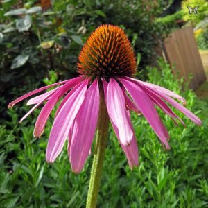 purple coneflower in bloom perenial flower homeowners garden tools nuvo garage renovation design storage toronto gta ontario canada