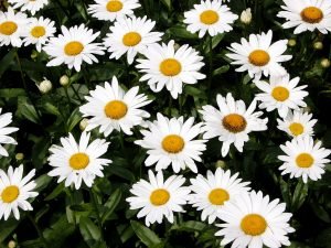 shasta daisy in bloom perenial flower homeowners garden tools nuvo garage renovation design storage toronto gta ontario canada